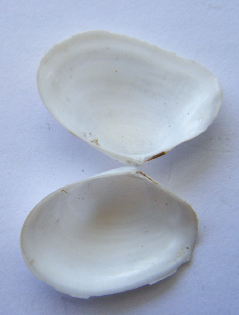 Bivalve3  Macoma cumana,